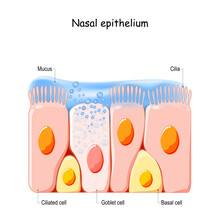 Nasal Mucosa Cells. Nasal Secretions. Ciliated, Basal And Goblet Cells.