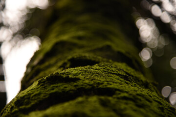 tree with mosses