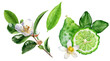 Tea leaves bergamot watercolor illustration isolated on white background