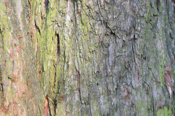 Tree bark texture close up