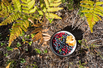 Wall Mural - Bowl of forest berries (wild blueberries, lingonberries) with a chanterelle on the ground beside ferns.