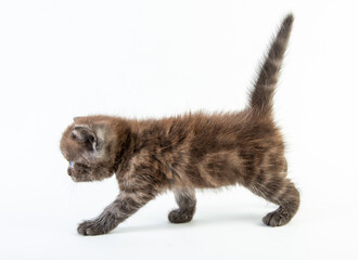 Cat baby tabby Kitten Cute Beautifu on white background