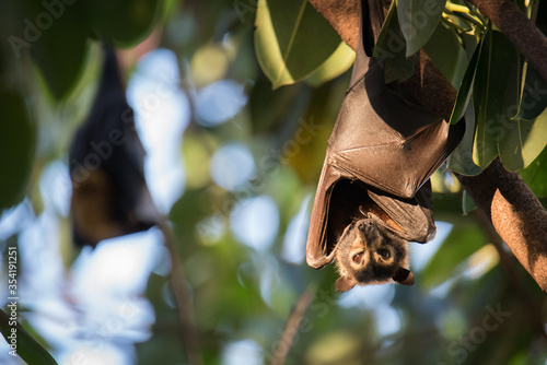 Cuadros en Lienzo Dobby is an orphaned Spectacled Flying Fox being cared for at a wildliife hospital in Kuranda, Queensland