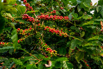 Wall Mural - Coffee tree with fresh arabica coffee bean in coffee plantation on the mountain at Ban Pang Khon the northern of Chiang Rai, Thailand.