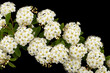 © kostiuchenko - White flowers of Spirea aguta or Brides wreath, isolated on black background
