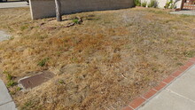 Dead Lawn In Neglected Front Yard 