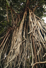 Big Banyan Tree Trunks With Hanging Roots. Old Tree Tangled Roots Textured Background