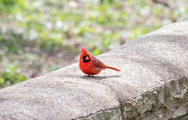 red cardinal on a stone