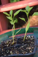 Wall Mural - Tomato Plant Start