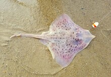 A Pink Dotted Stingray On The Beach Caught And Released