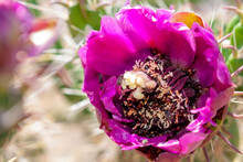 Macro Shot Of Many Fruit Flies Swarming In A Prickly Pear Cactus Purple Or Pink Flower To Eat The Nectar Within. Shot In U-Mound Hiking Area Outside Of Albuquerque, New Mexico