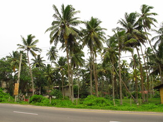 Wall Mural - Palm trees on the beach of Sri Lanka, West Coast, Indian Ocean