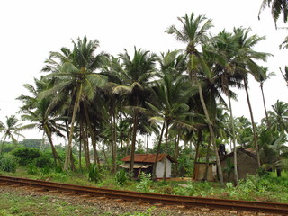 Wall Mural - The railway in Sri Lanka, West Coast, Indian Ocean