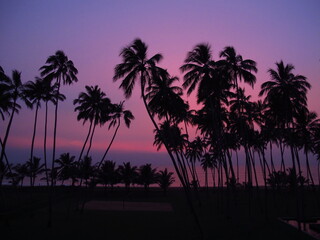 Wall Mural - Sunset. Palm trees on the beach of Sri Lanka, West Coast, Indian Ocean