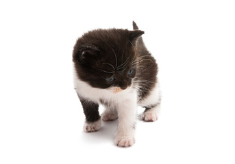 Sticker - black and white kitten isolated