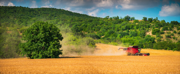 Wall Mural - Combine harvester agriculture machine harvesting golden ripe wheat field