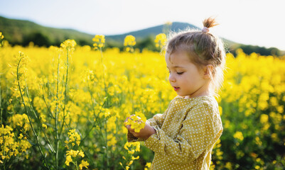 Wall Mural - Side view of happy small toddler girl standing in nature in rapeseed field.