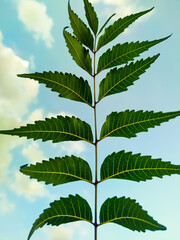 Wall Mural - neem green leaves on the backdrop of blue sky