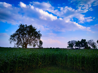 Wall Mural - green field with trees and blue sky with clouds