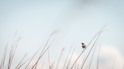  Bluethroat sits on a reed, Volgermeerpolder Amsterdam protected nature area, travel location, Dutch wildlife, beautiful little bird, blue sky in the background, Gifbelt, Sawa
