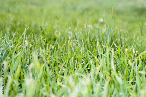 Fotomural Green grass. Background with grass. Lots of thin grass.