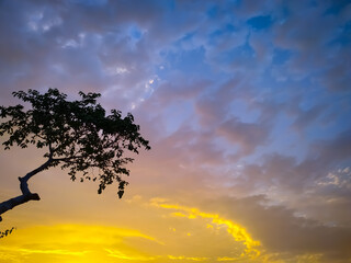 Wall Mural - tree in the sunset