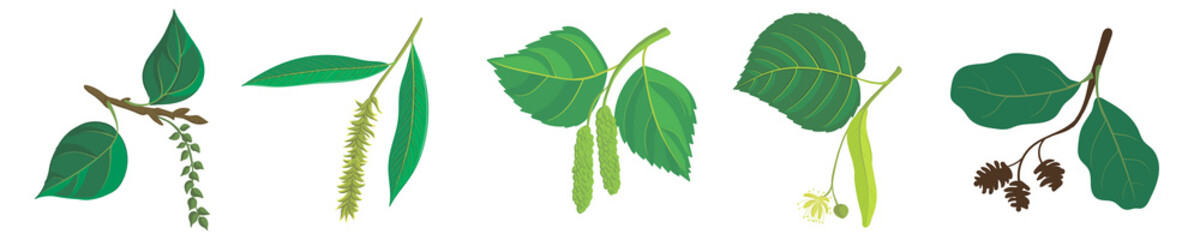 vector drawing branches of trees