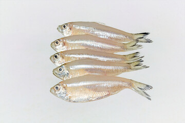 Small anchovy mola carplet or mourala fish on white background.