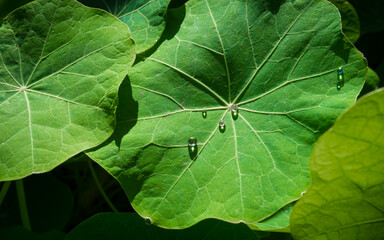 clear water bubbles on green nasturtium leaf (tropaeolum majus)