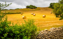 A Group Of Rolled Hay Bales Was Distributed At A Fresh Cut Yellow Field In Beautiful Scenery