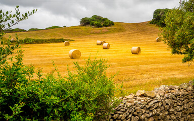 a group of rolled hay bales was distributed at a fresh cut yellow field in beautiful scenery