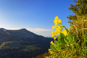 Colorful close-up of a flowering bear's ear (Primula auricula). Allgäu Alps, Bavaria, Germany. Selective focus