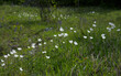 Na murawach kserotermalnych wiosną zakwita  Zawilec wielkokwiatowy  (Anemone sylvestris L.) – gatunek rośliny należący do rodziny jaskrowatych.
