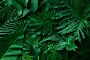 closeup nature view of green monstera leaf and palms background. Flat lay, dark nature concept, tropical leaf