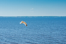 Flying Seagull On A Big Lake, Summer Sunny Day