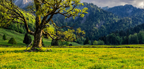 Wall Mural - Spring meadow with yellow dandelions and a old tree surrounded by forest and hills in the Allgäu Alps. Bavaria, Germany