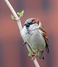 Close Up Of A Common Male European Sparrow (Passer Domesticus) Standing On A Branch Of A City Park. Beautiful Bird Background. The Population Of Sparrows Has Dramaticaly Decreased In The Last Years. 