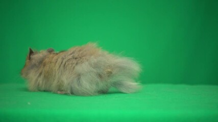 Poster - hamster on a green screen