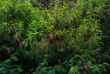 White Popinac Or Lead Tree Or Leucaena Leucocephala Grow Up In The Forest.
