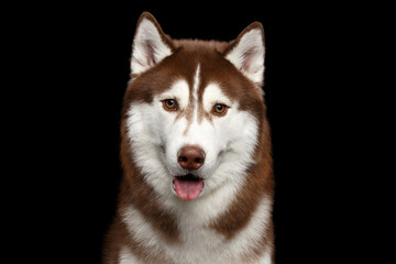 Wall Mural - Portrait of Brown Siberian Husky Dog, with opened mouth Looking at camera on Isolated Black Background