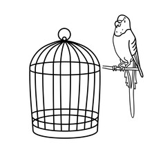 Outline Drawing. A Budgie Is Sitting Near The Cage. Line