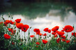 Common red poppy flowers growing by the river in spring season