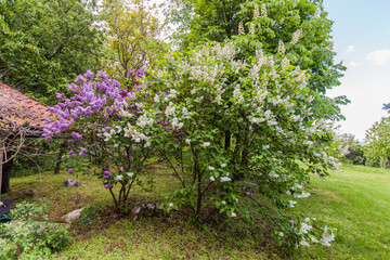 Canvas Print -  lilac blooming branches