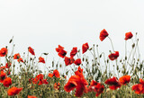 Fototapeta Panele - Blooming red poppies and sunny summer meadow