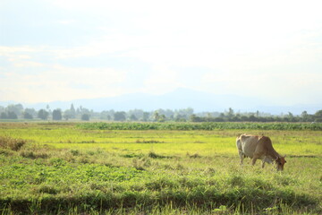 a cow is eating grass in a rice field