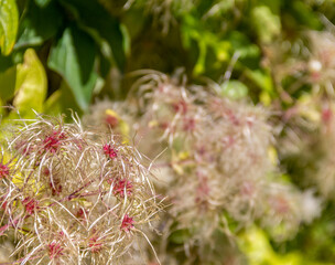 Canvas Print - clematis seeds