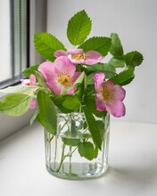 A Glass Jar With Pink Rosehip Flowers Stands On A Windowsill