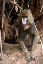The Young Mandrill Is Sitting On A Rock