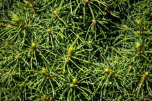 Close Up Of Green Pine Needles