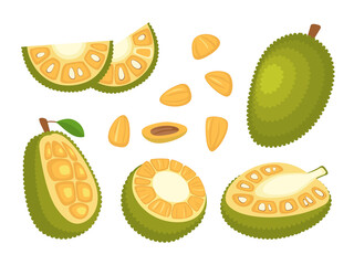 Canvas Print - Cartoon Color Whole, Half and Pieces Fresh Jackfruit Set. Vector